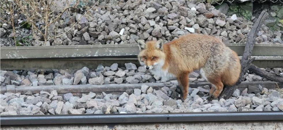 Volpe rossa rimane bloccata sui binari della ferrovia, intervengono i vigili del fuoco che la salvano